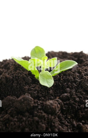 Plante verte se développe à partir du sol sur un fond blanc Banque D'Images