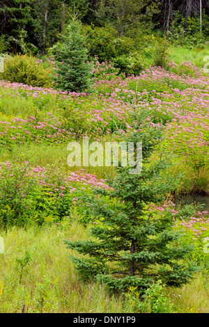 Eupatoire fleurs et sapins colonie près d'un petit ruisseau, le Grand Sudbury (Naughton), Ontario, Canada Banque D'Images