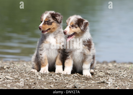 Chien Berger Australien Aussie / deux chiots (rouge merle) assis au bord d'un lac Banque D'Images