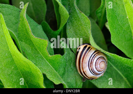 Jardin bagués (escargot Cepaea nemoralis) dans la végétation, Thorold, Ontario, Canada Banque D'Images