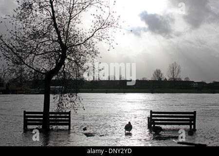 Hampton, Surrey, Angleterre, Royaume-Uni. 6 janvier 2014. Comme le mauvais temps continue d'apporter de fortes pluies dans l'ensemble de l'Angleterre la Tamise a éclaté ses rives près de Hampton Club de voile sur la rue Thames avec bancs et arbres submergés. Credit : Julia Gavin/Alamy Live News Banque D'Images