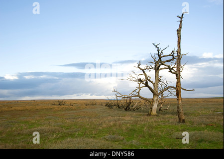 Arbres pétrifiés sur les marais à Porlock Bay. Exmoor, Somerset, Angleterre Banque D'Images