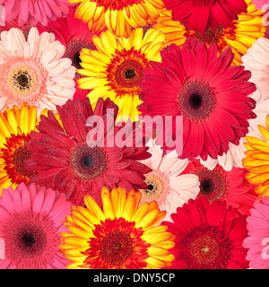 Modèle sans couture du quartier animé de Gerbera, papier peint Banque D'Images