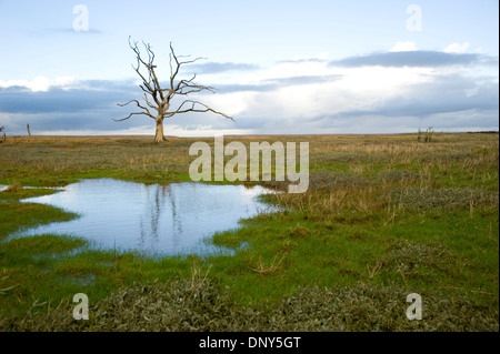 Arbres pétrifiés sur les marais à Porlock Bay. Exmoor, Somerset, Angleterre Banque D'Images