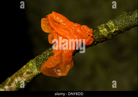 Cerveau jaune doré ou champignon champignon gelée (Tremella mesenterica) sur chêne. Banque D'Images