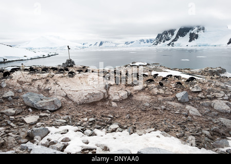 Manchots Adelie sur la côte rocheuse Île Petermann Antarctique // ÎLE PETERMANN, Antarctique — Un groupe de manchots Adelie (Pygoscelis adeliae) se dresse sur la côte rocheuse de l'île Petermann, au large de la côte ouest de la péninsule Antarctique. Ces oiseaux robustes, connus pour leur aspect distinctif de smoking, sont des résidents communs de la côte antarctique et des îles voisines. Banque D'Images