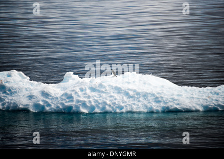 L'ANTARCTIQUE - un solitaire jugulaire penguin prend une pause sur un petit iceberg dans la baie de Fournier dans l'Antarctique. Banque D'Images