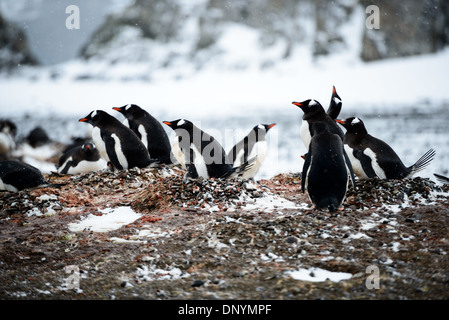 ÎLE DE LIVINGSTON, Antarctique — Une colonie de manchots Gentoo (Pygoscelis papua) niche sur une partie plate de la plage de l'île de Livingston, dans les îles Shetland du Sud, en Antarctique. Les pingouins ont choisi cet endroit pour sa proximité avec la mer et son terrain relativement plat, idéal pour construire leurs nids de galets et élever leurs poussins. Banque D'Images