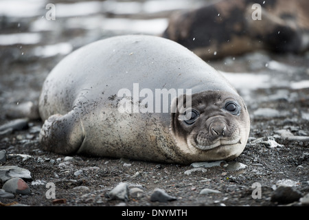 L'ANTARCTIQUE - un jeune éléphant de mer du Sud aime dans la plage sur la plage sur l'île Livingston dans les îles Shetland du Sud, l'Antarctique. Banque D'Images