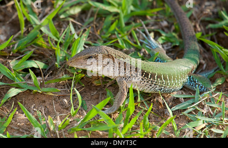 Amazon Racerunner - AKA Ameiva ameiva Ameiva géant (), Jardim da Amazonia Lodge, Mato Grosso, Brésil Banque D'Images