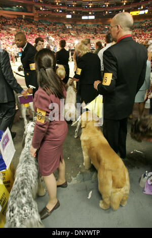 Feb 14, 2006 ; Manhattan, New York, USA ; gestionnaires et de leur champion dogs attendre pour concurrencer dans le meilleur de groupe sportif pendant la 130e Westminster Kennel Club Dog Show au Madison Square Garden. Crédit obligatoire : Photo par Ange/Chevrestt ZUMA Press. (©) Copyright 2006 by Ange Chevrestt Banque D'Images