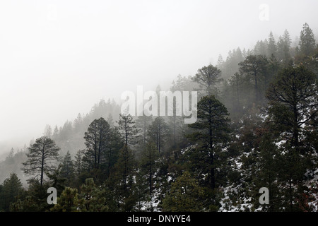 Misty et de neige dans la forêt de pins du parc national Arteaga, Coahuila, Mexique. Banque D'Images