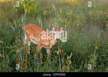 Le cerf faon de nourriture dans une prairie d'automne Banque D'Images