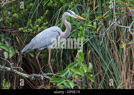 Grand Héron dans le parc national des Everglades, Florida, USA Banque D'Images