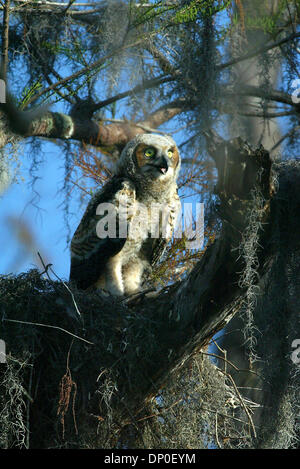 Mar 14, 2006 ; Boynton Beach, FL, USA ; cette semaine 7-8 vieux bébé Grand-duc d'Amérique vit dans le Wellington National Wildlife Refuge et a d'abord été remarqué par Boliek Keith park ranger. Dans les 2 à 3 semaines le bébé (de genre inconnu), l'envol ou complètement la croissance de ses plumes adultes, et s'envoler. Les plumes juvéniles sont d'un moelleux et duveteux et blanc, tandis que les plumes adultes comme Banque D'Images