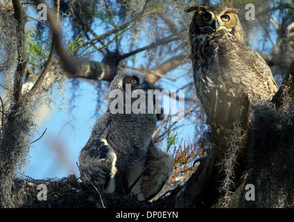 Baby Grand Duc Avec Grand Duc D Amerique Adultes Photo Stock Alamy