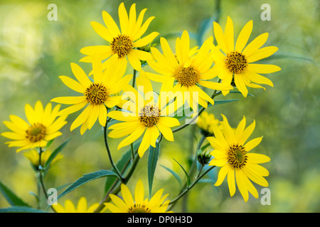 Tournesol Tournesol Géant/Tall Banque D'Images