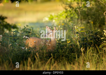 Le cerf biche dans un champ d'automne Banque D'Images