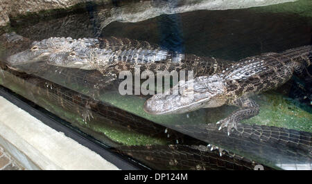 Apr 13, 2006 ; Fort Fisher, NC, USA ; Alligators se détendre à la North Carolina Aquarium at Fort Fisher situé juste à côté de Kure Beach New Hanover County, Caroline du Nord. Les aquariums ont été créé en 1976 pour promouvoir une prise de conscience, la compréhension, l'appréciation et la conservation de la diversité des ressources naturelles et culturelles associées à l'océan de la Caroline du Nord, les estuaires, les rivières, st Banque D'Images