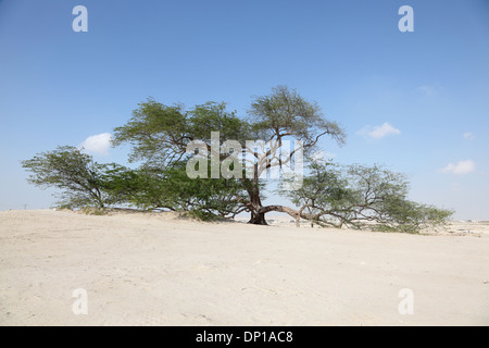 L'arbre de vie dans le désert de Bahreïn Banque D'Images