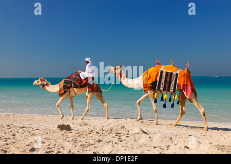 Dubaï, Camel sur la plage de Jumeirah Banque D'Images