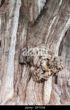 Tronc d'arbre gigantesque plus grand arbre appelé Tule. Santa Maria del tule, Oaxaca. Le Mexique Banque D'Images