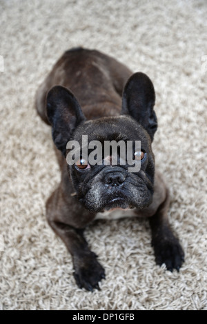 Un gros plan d'un bouledogue français Banque D'Images