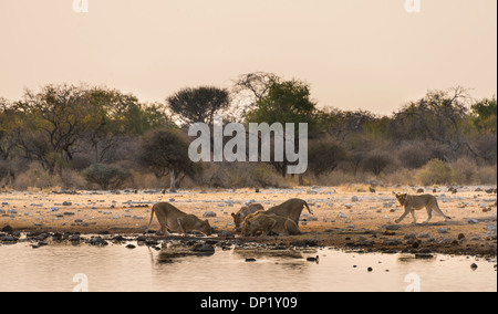 Troupe de lions (Panthera leo) boire à la Klein Namutoni waterhole, Etosha National Park, Namibie Banque D'Images