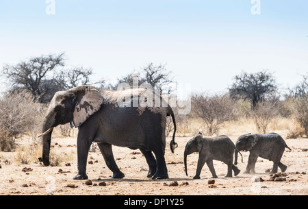 Bush de l'Afrique de l'éléphant (Loxodonta africana), vache avec deux veaux, Etosha National Park, Namibie Banque D'Images