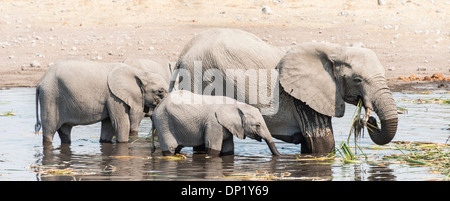 Troupeau d'Éléphants Bush africain (Loxodonta africana) debout dans l'eau potable, tout en Koinachas Point d'eau Banque D'Images