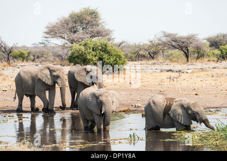 Bush de l'Afrique de l'éléphant (Loxodonta africana) debout dans l'eau potable, tout en Koinachas Waterhole, Etosha National Park Banque D'Images