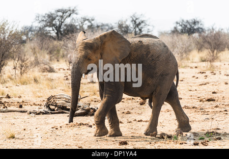 Young African Bush Elephant (Loxodonta africana), Etosha National Park, Namibie Banque D'Images