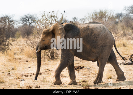 Young African Bush Elephant (Loxodonta africana), Etosha National Park, Namibie Banque D'Images