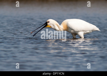 La Spatule blanche (Platalea leucorodia) de nourriture, Texel, Pays-Bas Banque D'Images