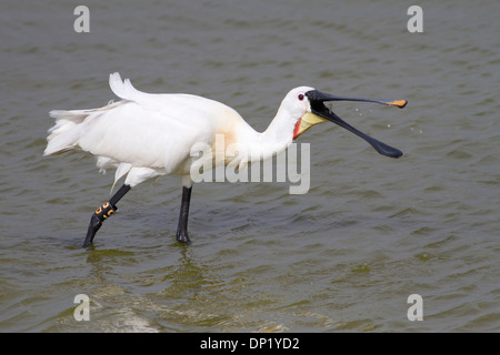 La Spatule blanche (Platalea leucorodia) de nourriture, Texel, Pays-Bas Banque D'Images