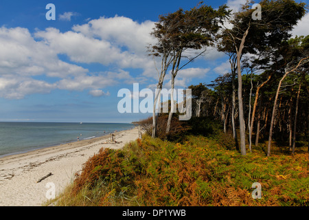 La forêt préservée Darßwald, West Beach, Darß, Poméranie occidentale Lagoon Salon National Park, Mecklenburg-Vorpommern, Allemagne Banque D'Images