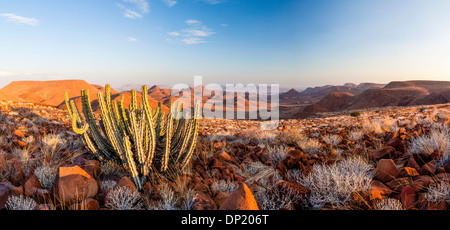 Poison namibien ou euphorbe (Euphorbia Virosa) Gifboom, Damaraland, Namibie, Canyon Krone Banque D'Images