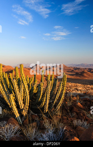 Poison namibien ou euphorbe (Euphorbia Virosa) Gifboom, Damaraland, Namibie, Canyon Krone Banque D'Images