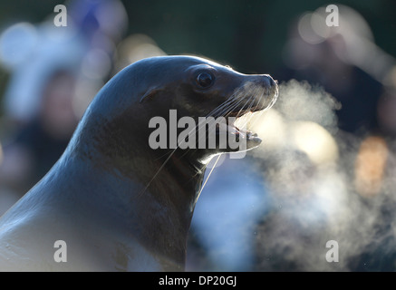 De Californie (Zalophus californianus), femme, captive, Allemagne Banque D'Images