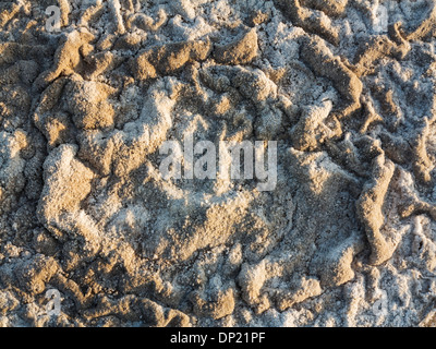 Vue détaillée des dépôts de sel sur les salines, le centre de la vallée de la mort, Death Valley National Park, California, USA Banque D'Images