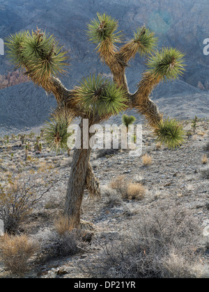 Joshua Tree (Yucca brevifolia), Death Valley National Park, California, USA Banque D'Images