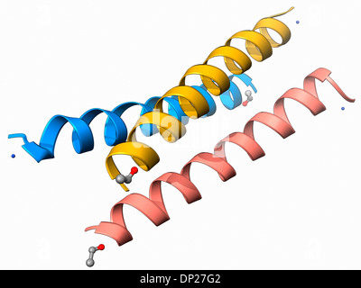 Molécule de synthèse de peptides hélicoïdaux triple Banque D'Images