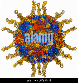 Les poliovirus, le modèle moléculaire Banque D'Images