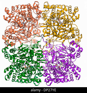 Molécule de glycogène phosphorylase Banque D'Images