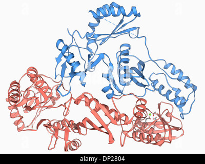 L'enzyme de la transcription inverse du VIH Banque D'Images