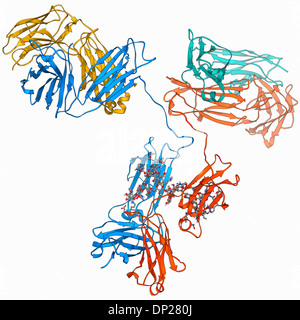 Molécule d'anticorps immunoglobuline G Banque D'Images