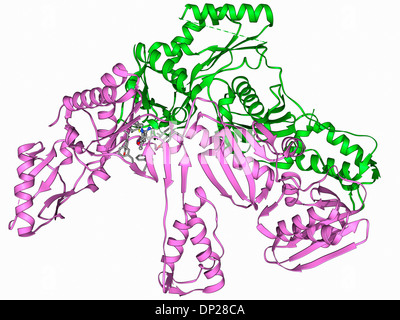 L'enzyme de la transcription inverse du VIH Banque D'Images