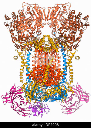 Molécule complexe cytochrome Banque D'Images