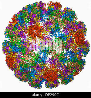La capside du virus du papillome humain Banque D'Images