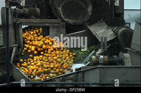 23 mai, 2006 ; Bradenton, FL, USA ; environ 85 pour cent de l'état pour les oranges de jus. Une personne sur trois oranges cultivées en Floride est acheté par Tropicana, une filiale de PepsiCo. TropicanaÕs plantes mammouth dans Bradenton et Fort Pierce squeeze 300 000 boîtes d'oranges par jour, produisant 400 millions de gallons de jus d'orange d'un an, a déclaré Bill Ferrari, vice-président en charge de procur Banque D'Images